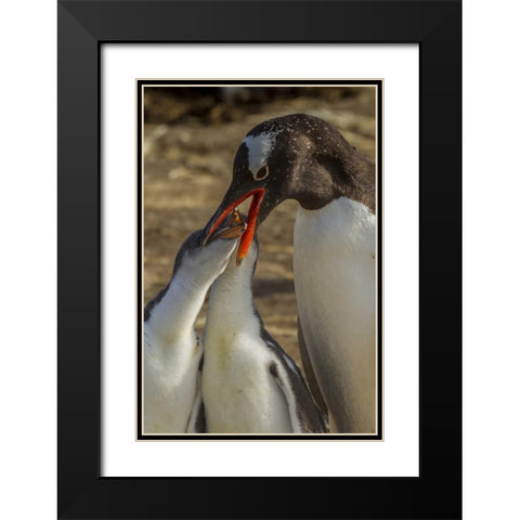 Sea Lion Island Gentoo penguin feeding chicks Black Modern Wood Framed Art Print with Double Matting by Illg, Cathy and Gordon
