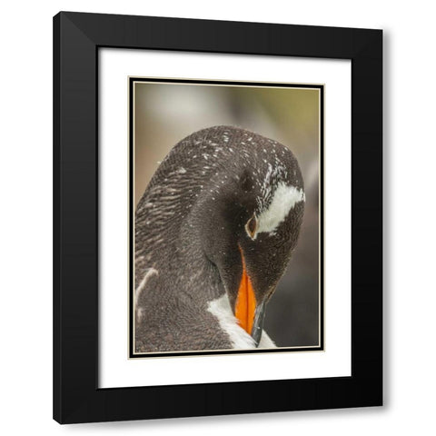 Bleaker Island Gentoo penguin adult preening Black Modern Wood Framed Art Print with Double Matting by Illg, Cathy and Gordon