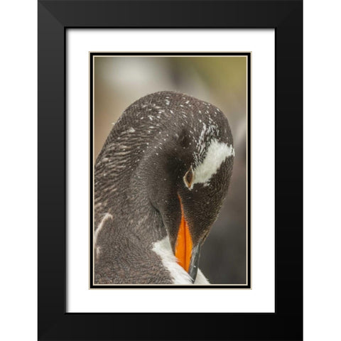 Bleaker Island Gentoo penguin adult preening Black Modern Wood Framed Art Print with Double Matting by Illg, Cathy and Gordon