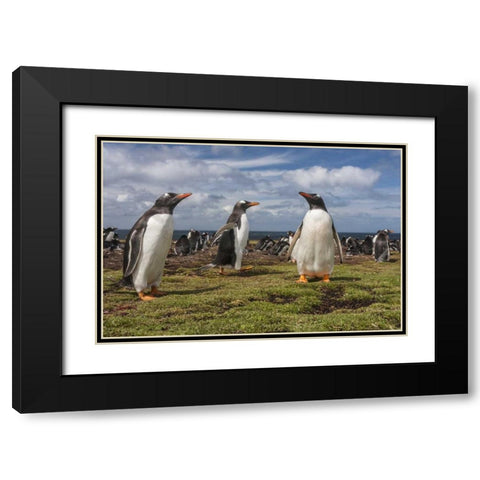 Falkland Islands, Bleaker Island Gentoo penguins Black Modern Wood Framed Art Print with Double Matting by Illg, Cathy and Gordon