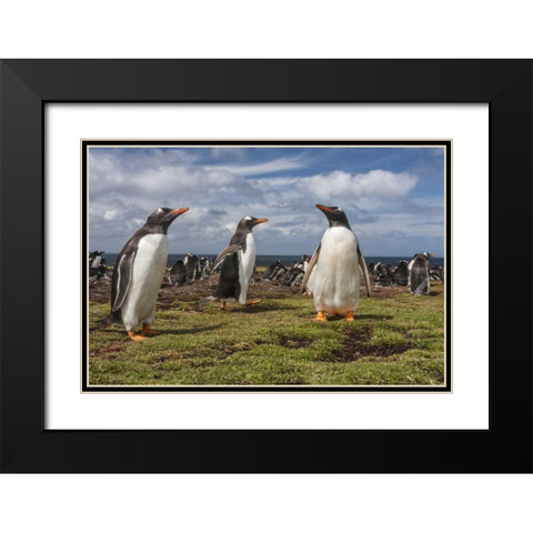 Falkland Islands, Bleaker Island Gentoo penguins Black Modern Wood Framed Art Print with Double Matting by Illg, Cathy and Gordon