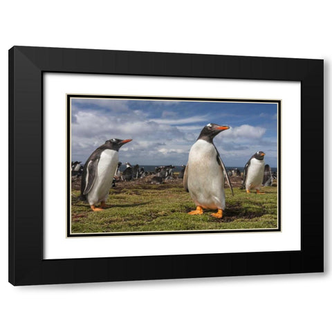 Falkland Islands, Bleaker Island Gentoo penguins Black Modern Wood Framed Art Print with Double Matting by Illg, Cathy and Gordon