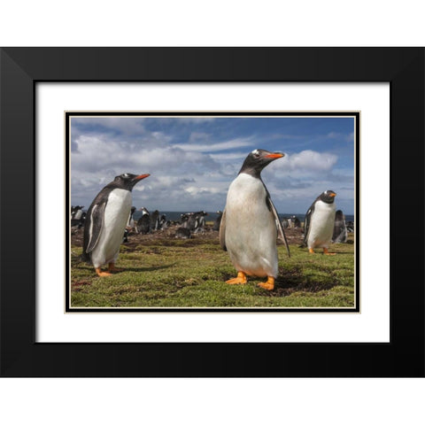 Falkland Islands, Bleaker Island Gentoo penguins Black Modern Wood Framed Art Print with Double Matting by Illg, Cathy and Gordon