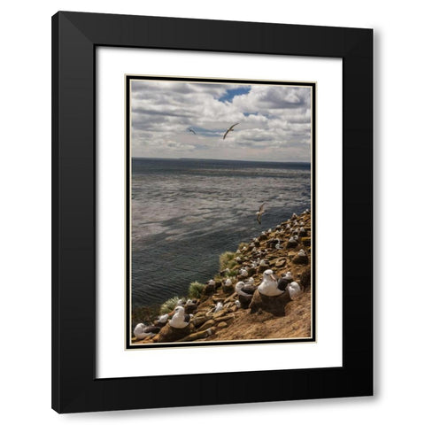 Saunders Island Black-browed albatross colony Black Modern Wood Framed Art Print with Double Matting by Illg, Cathy and Gordon