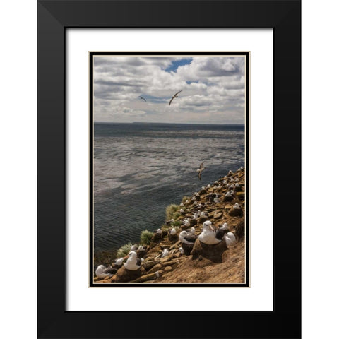 Saunders Island Black-browed albatross colony Black Modern Wood Framed Art Print with Double Matting by Illg, Cathy and Gordon