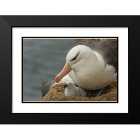 Saunders Island Black-browed albatross and chick Black Modern Wood Framed Art Print with Double Matting by Illg, Cathy and Gordon