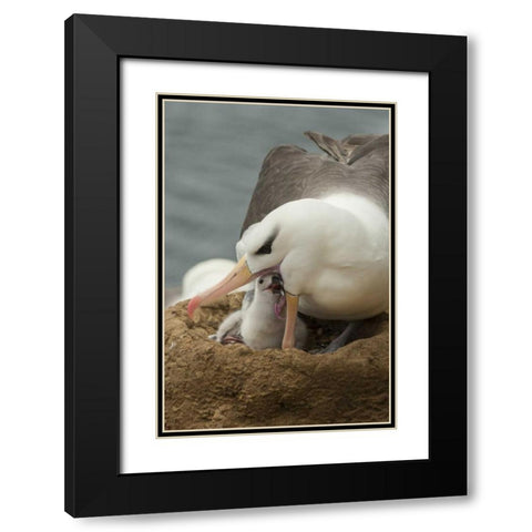 Saunders Island Black-browed albatross and chick Black Modern Wood Framed Art Print with Double Matting by Illg, Cathy and Gordon