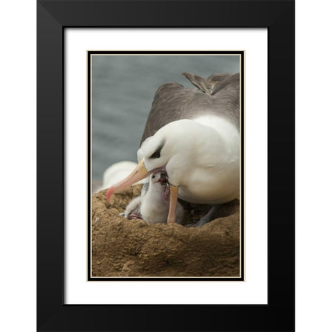 Saunders Island Black-browed albatross and chick Black Modern Wood Framed Art Print with Double Matting by Illg, Cathy and Gordon