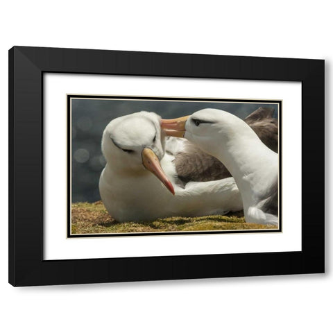 Saunders Island Black-browed albatross courtship Black Modern Wood Framed Art Print with Double Matting by Illg, Cathy and Gordon