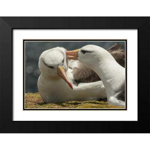Saunders Island Black-browed albatross courtship Black Modern Wood Framed Art Print with Double Matting by Illg, Cathy and Gordon