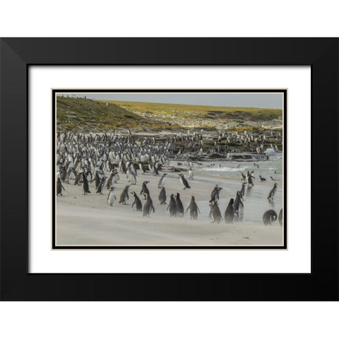 Bleaker Island Magellanic and Gentoo penguins Black Modern Wood Framed Art Print with Double Matting by Illg, Cathy and Gordon