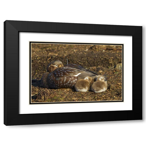 Bleaker Island Steamer duck and chicks Black Modern Wood Framed Art Print with Double Matting by Illg, Cathy and Gordon