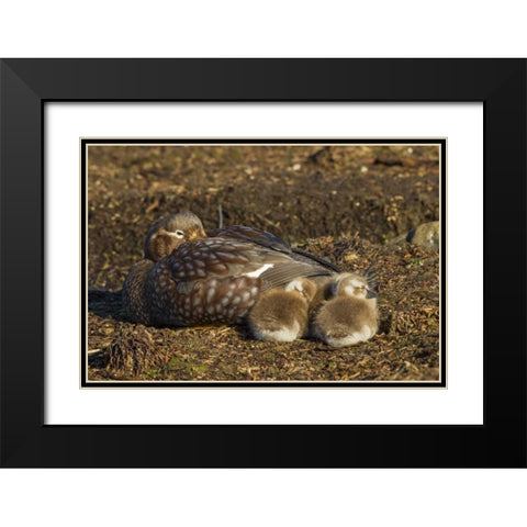 Bleaker Island Steamer duck and chicks Black Modern Wood Framed Art Print with Double Matting by Illg, Cathy and Gordon