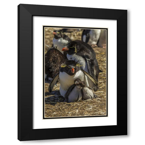 Bleaker Island Rockhopper penguin family Black Modern Wood Framed Art Print with Double Matting by Illg, Cathy and Gordon