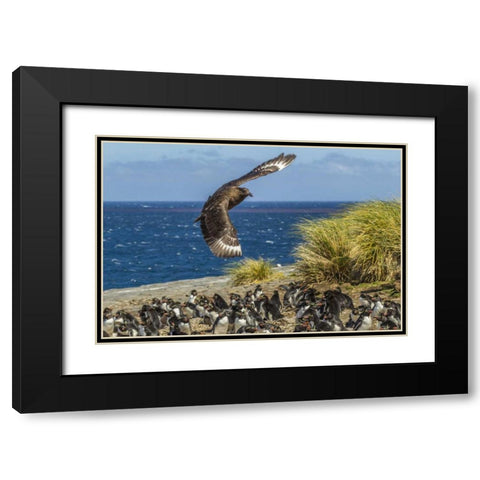 Bleaker Island Falkland skua over penguin colony Black Modern Wood Framed Art Print with Double Matting by Illg, Cathy and Gordon