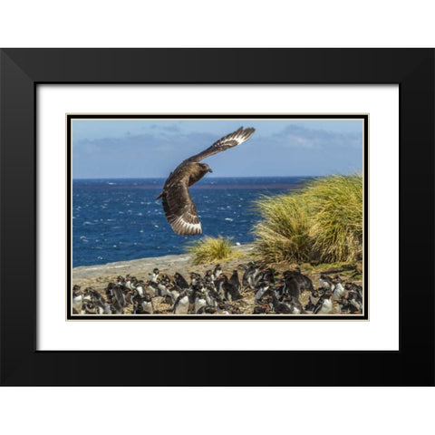 Bleaker Island Falkland skua over penguin colony Black Modern Wood Framed Art Print with Double Matting by Illg, Cathy and Gordon