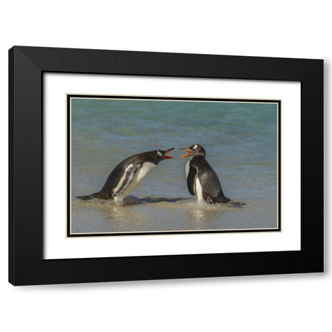 Bleaker Island Gentoo penguins arguing Black Modern Wood Framed Art Print with Double Matting by Illg, Cathy and Gordon
