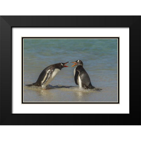 Bleaker Island Gentoo penguins arguing Black Modern Wood Framed Art Print with Double Matting by Illg, Cathy and Gordon