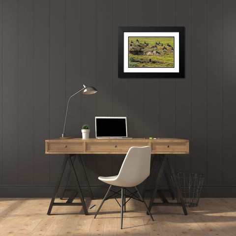 Carcass Island Magellanic oystercatchers on edge Black Modern Wood Framed Art Print with Double Matting by Illg, Cathy and Gordon