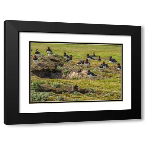 Carcass Island Magellanic oystercatchers on edge Black Modern Wood Framed Art Print with Double Matting by Illg, Cathy and Gordon