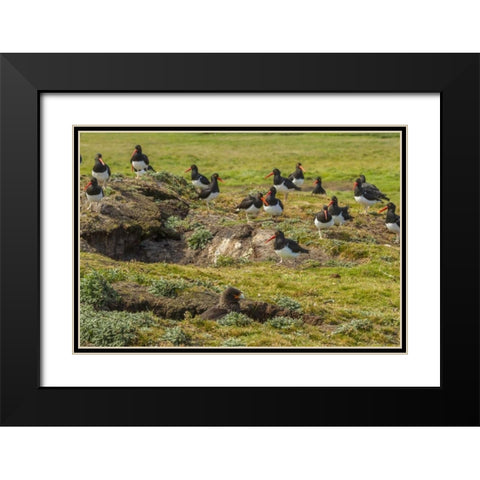Carcass Island Magellanic oystercatchers on edge Black Modern Wood Framed Art Print with Double Matting by Illg, Cathy and Gordon