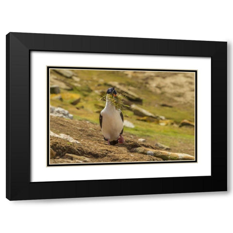 Carcass Island Imperial shag with nest material Black Modern Wood Framed Art Print with Double Matting by Illg, Cathy and Gordon