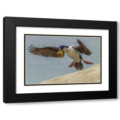 Carcass Island Imperial shag with nest material Black Modern Wood Framed Art Print with Double Matting by Illg, Cathy and Gordon