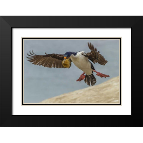 Carcass Island Imperial shag with nest material Black Modern Wood Framed Art Print with Double Matting by Illg, Cathy and Gordon