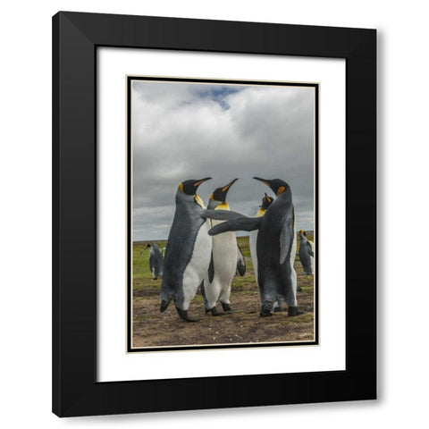 Falkland Islands, Volunteer Point King penguins Black Modern Wood Framed Art Print with Double Matting by Illg, Cathy and Gordon