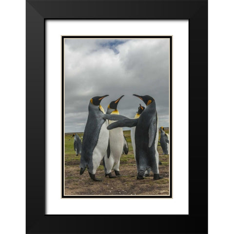 Falkland Islands, Volunteer Point King penguins Black Modern Wood Framed Art Print with Double Matting by Illg, Cathy and Gordon