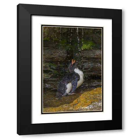 Saunders Island Rockhopper penguin bathing Black Modern Wood Framed Art Print with Double Matting by Illg, Cathy and Gordon