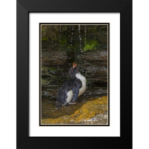 Saunders Island Rockhopper penguin bathing Black Modern Wood Framed Art Print with Double Matting by Illg, Cathy and Gordon