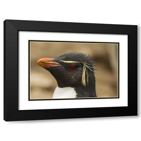 Saunders Island Rockhopper penguin portrait Black Modern Wood Framed Art Print with Double Matting by Illg, Cathy and Gordon