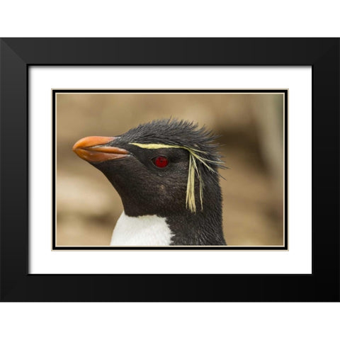 Saunders Island Rockhopper penguin portrait Black Modern Wood Framed Art Print with Double Matting by Illg, Cathy and Gordon