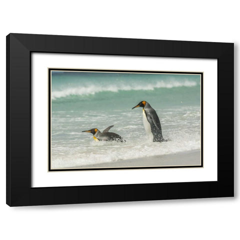 East Falkland King penguins in beach surf Black Modern Wood Framed Art Print with Double Matting by Illg, Cathy and Gordon