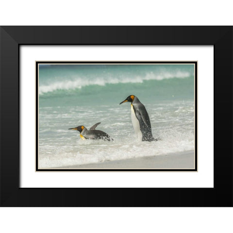 East Falkland King penguins in beach surf Black Modern Wood Framed Art Print with Double Matting by Illg, Cathy and Gordon