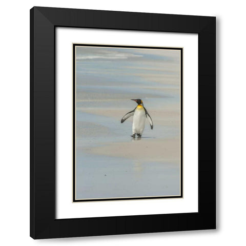 East Falkland King penguin walking on beach Black Modern Wood Framed Art Print with Double Matting by Illg, Cathy and Gordon