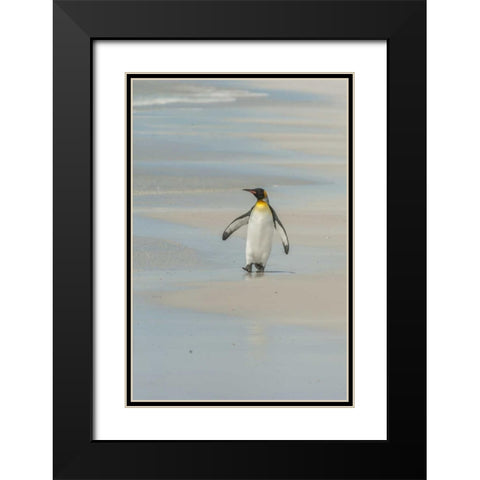 East Falkland King penguin walking on beach Black Modern Wood Framed Art Print with Double Matting by Illg, Cathy and Gordon