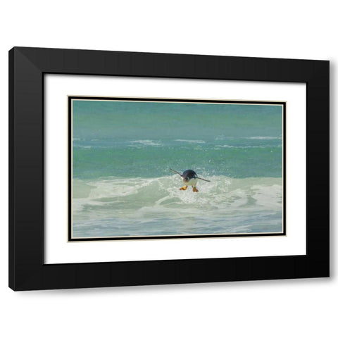 East Falkland Gentoo penguin leaping in surf Black Modern Wood Framed Art Print with Double Matting by Illg, Cathy and Gordon