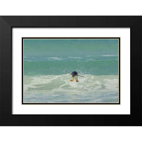 East Falkland Gentoo penguin leaping in surf Black Modern Wood Framed Art Print with Double Matting by Illg, Cathy and Gordon