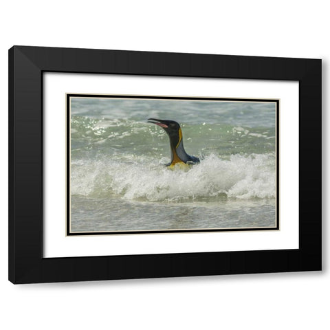 East Falkland King penguin in surf Black Modern Wood Framed Art Print with Double Matting by Illg, Cathy and Gordon