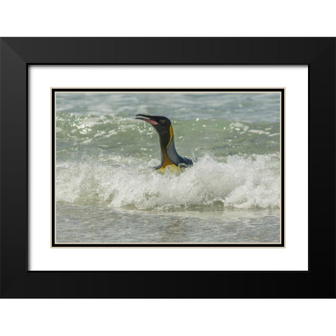 East Falkland King penguin in surf Black Modern Wood Framed Art Print with Double Matting by Illg, Cathy and Gordon