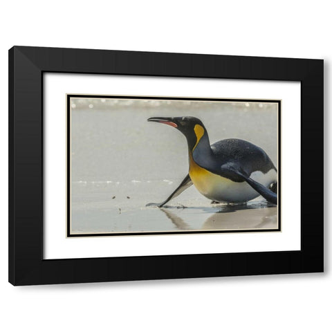East Falkland King penguin on beach Black Modern Wood Framed Art Print with Double Matting by Illg, Cathy and Gordon