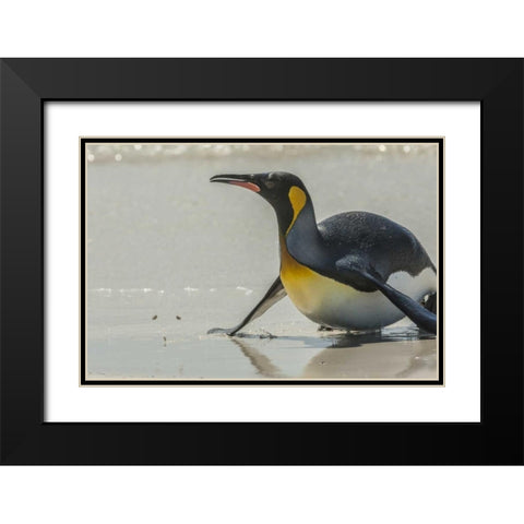 East Falkland King penguin on beach Black Modern Wood Framed Art Print with Double Matting by Illg, Cathy and Gordon