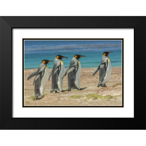 East Falkland King penguins walking Black Modern Wood Framed Art Print with Double Matting by Illg, Cathy and Gordon