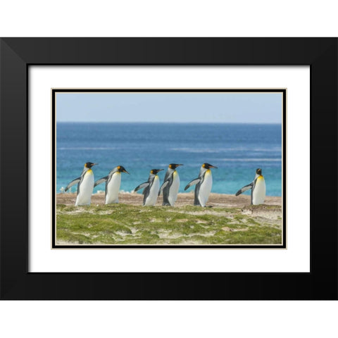 East Falkland King penguins walking Black Modern Wood Framed Art Print with Double Matting by Illg, Cathy and Gordon