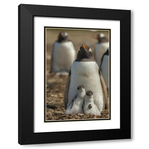 East Falkland Gentoo penguin chicks and parent Black Modern Wood Framed Art Print with Double Matting by Illg, Cathy and Gordon