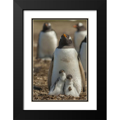 East Falkland Gentoo penguin chicks and parent Black Modern Wood Framed Art Print with Double Matting by Illg, Cathy and Gordon