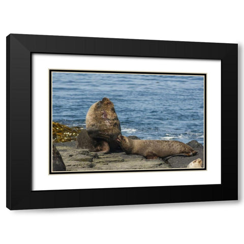 Bleaker Island Southern sea lions near water Black Modern Wood Framed Art Print with Double Matting by Illg, Cathy and Gordon