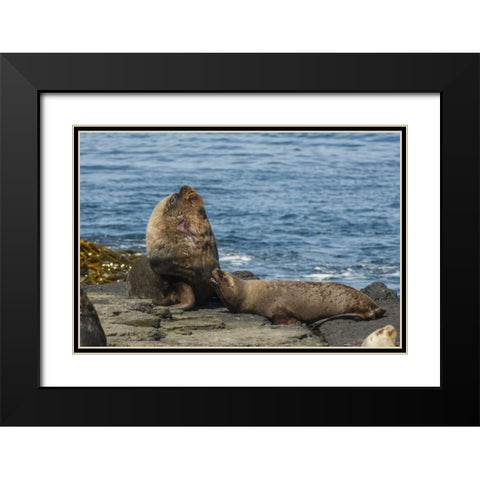Bleaker Island Southern sea lions near water Black Modern Wood Framed Art Print with Double Matting by Illg, Cathy and Gordon